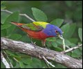 _5SB3596 painted bunting